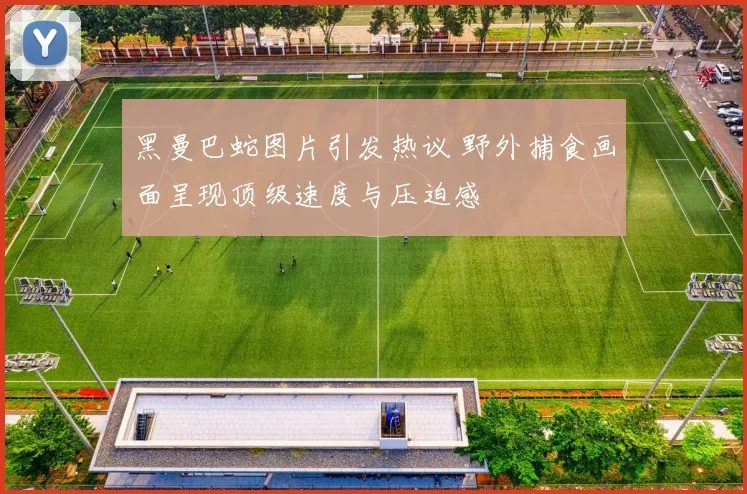 黑曼巴蛇图片引发热议 野外捕食画面呈现顶级速度与压迫感